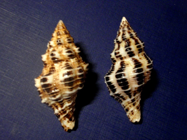 Latirus polygonus - (Gmelin, 1791) P4080010