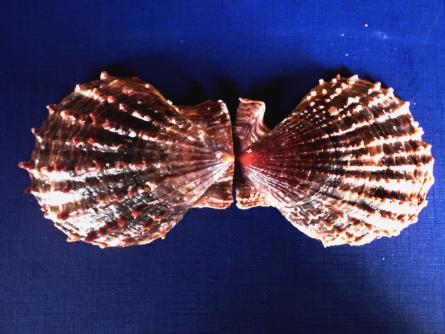 Scaeochlamys livida - (Lamarck, 1819)  P4090019