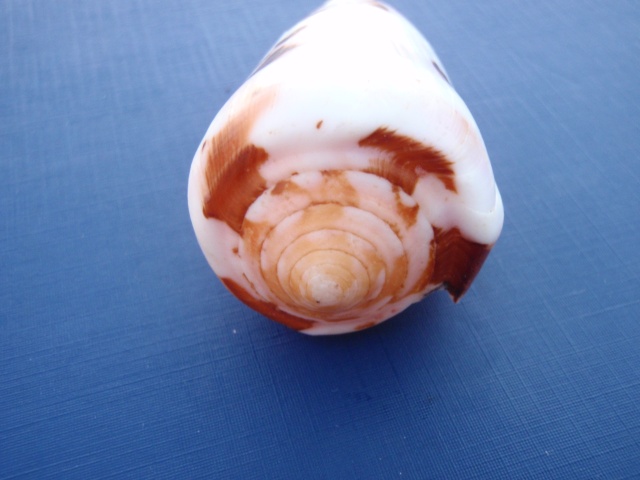 Conus (Pionoconus) floccatus   GB Sowerby I, 1841 Pb110011