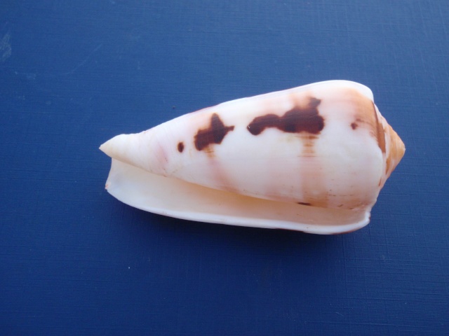 Conus (Pionoconus) floccatus   GB Sowerby I, 1841 Pb110013