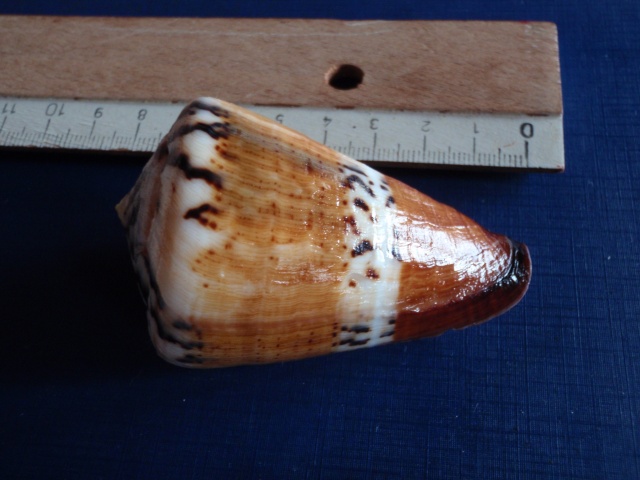 Conus (Rhizoconus) capitaneus   Linnaeus, 1758 Pb140010