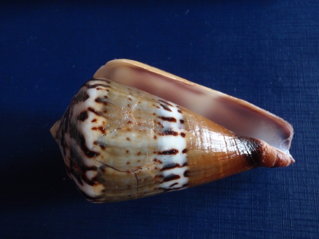 Conus (Rhizoconus) capitaneus   Linnaeus, 1758 Pb140013
