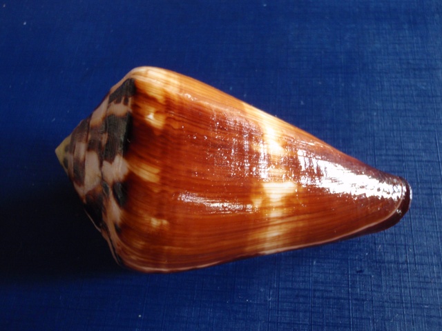Conus (Rhizoconus) vexillum  Gmelin, 1791 Pb140014