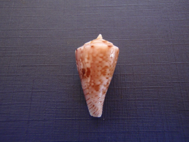 alisi - Conasprella (Boucheticonus) alisi (Moolenbeek, Röckel & Richard, 1995)  Pb160012