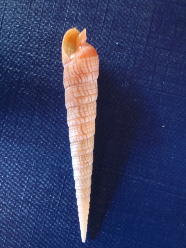 Terebra babylonia - Lamarck, 1822 Pb220015