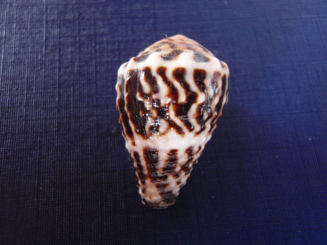 Conus (Virroconus) chaldaeus (Röding, 1798)  Pb240010