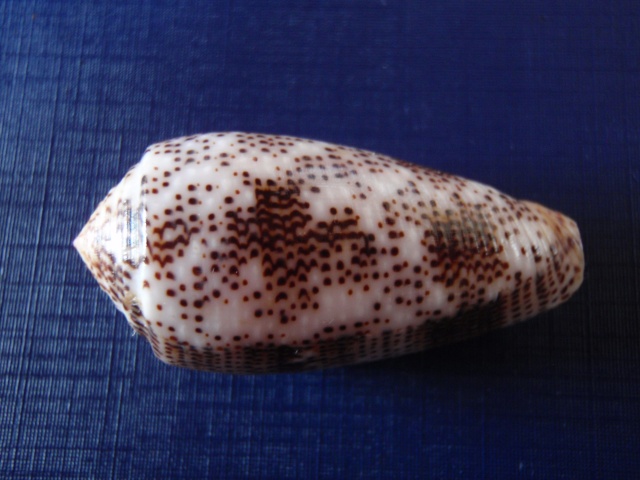 Conus (Pionoconus) stercusmuscarum   Linnaeus, 1758 Pb270013