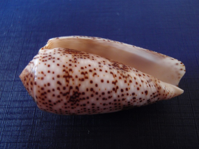 Conus (Pionoconus) stercusmuscarum   Linnaeus, 1758 Pb270014