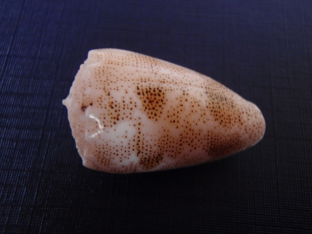 Conus (Puncticulis) arenatus  Hwass in Bruguière, 1792 Pb270015