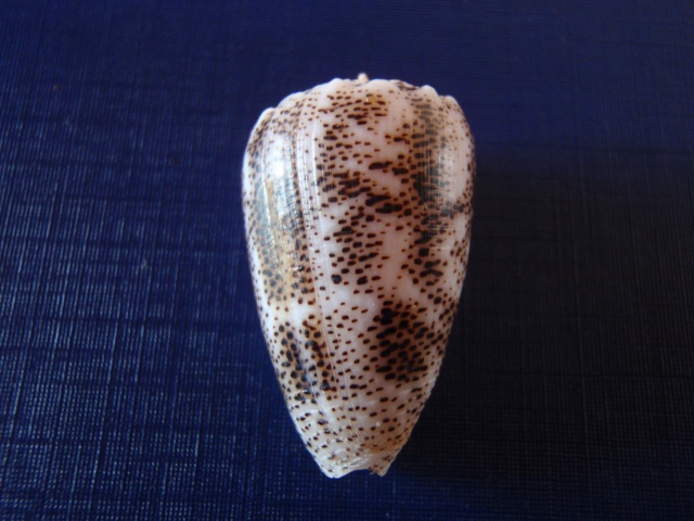 Conus (Puncticulis) arenatus  Hwass in Bruguière, 1792 Pb270019