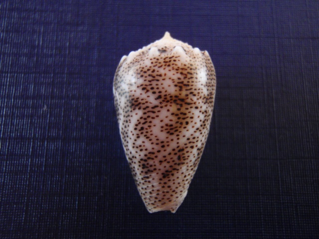 Conus (Puncticulis) arenatus  Hwass in Bruguière, 1792 Pb270020