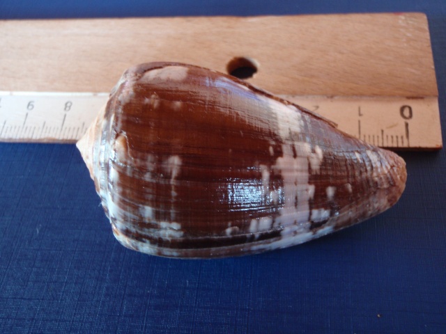 Conus (Chelyconus) purpurascens  GB Sowerby I, 1833 Pc030010