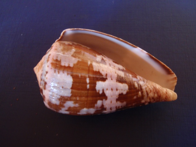 Conus (Chelyconus) purpurascens  GB Sowerby I, 1833 Pc030011