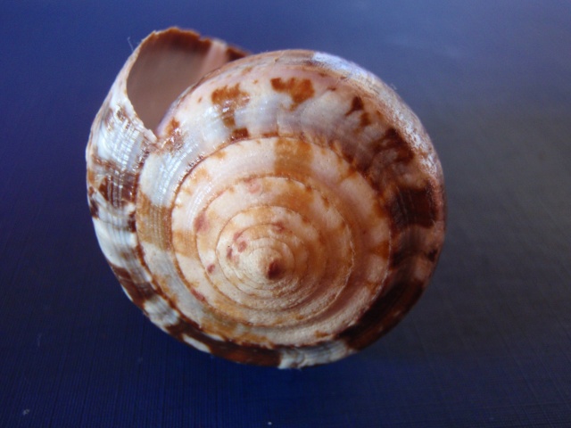 Conus (Chelyconus) purpurascens  GB Sowerby I, 1833 Pc030012