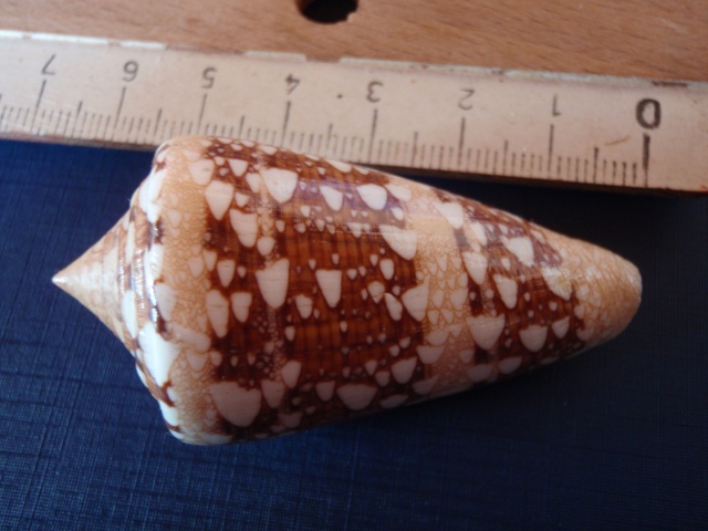 Conus (Cylinder) ammiralis  Linnaeus, 1758 Pc030018