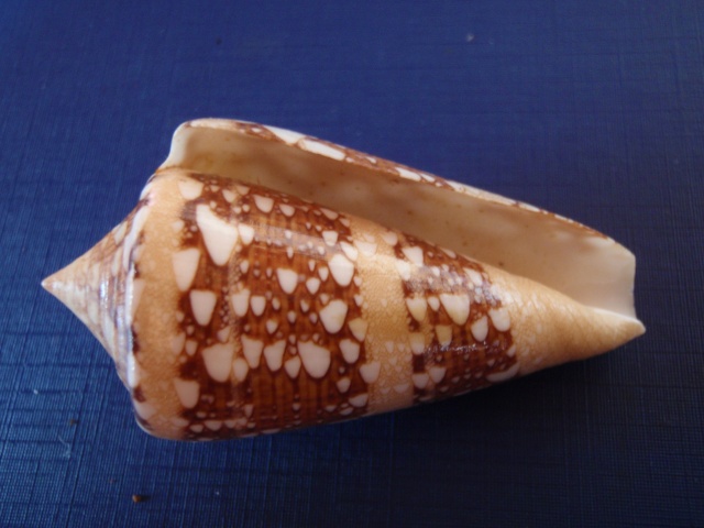 Conus (Cylinder) ammiralis  Linnaeus, 1758 Pc030019
