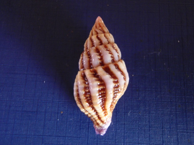 Peristernia reincarnata Snyder, 2000 Pc040012