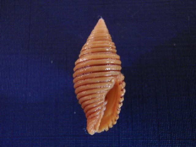 Pseudonebularia doliolum (Küster, 1839) Pc040017