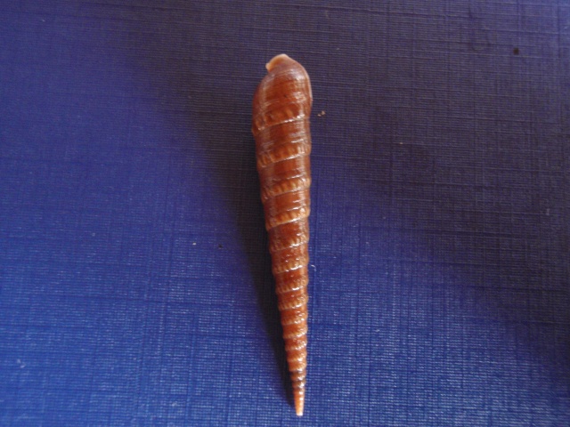 Terebra anilis (Röding, 1798) Pc070018