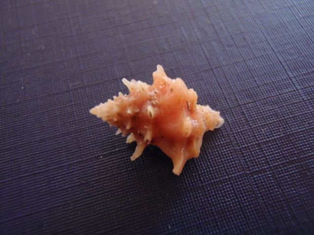 Babelomurex gemmatus (Shikama, 1966) Pc090010