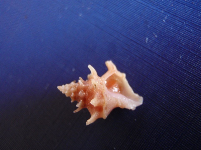 Babelomurex gemmatus (Shikama, 1966) Pc090012