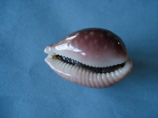 Lyncina vitellus dama - Perry, 1811 accepted as Lyncina vitellus (Linnaeus, 1758) Vitell11