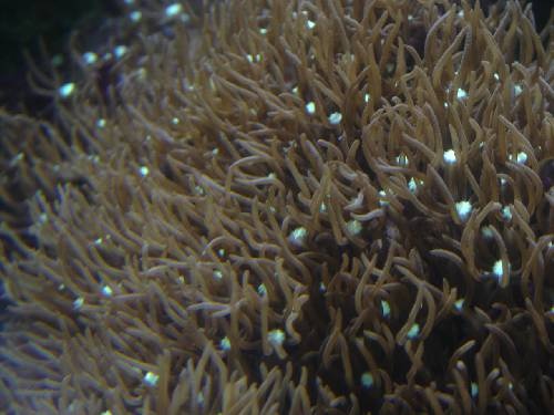 Aquarium recifal de 1000 litres en coraux mous,coraux durs,et anémones 50_bmp11