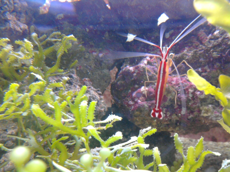 Aquarium recifal de 1000 litres en coraux mous,coraux durs,et anémones Photo011