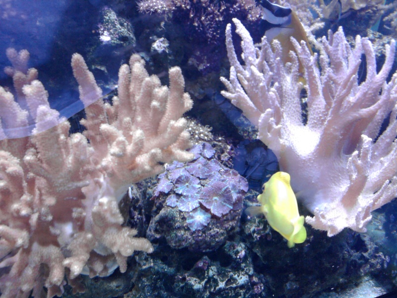 Aquarium recifal de 1000 litres en coraux mous,coraux durs,et anémones Photo012