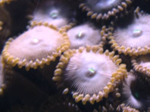 Aquarium recifal de 1000 litres en coraux mous,coraux durs,et anémones Untitl19