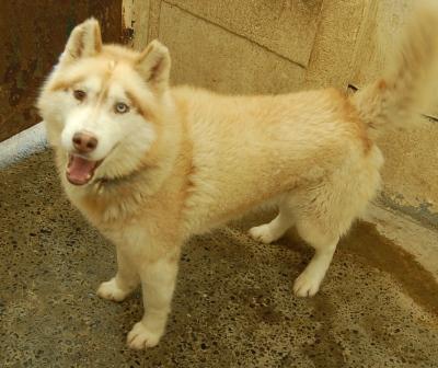  BALOU, superbe husky, REF Belgique 1450  Balou210