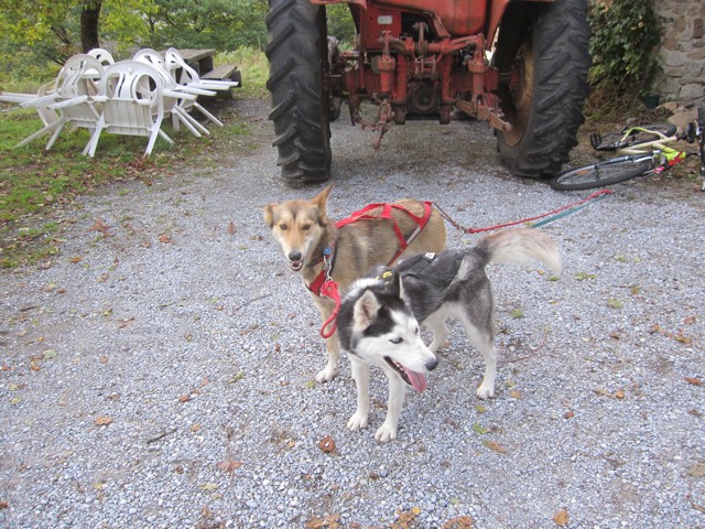   LEIDI husky femelle de 2 ans cherche une nouvelle famille  Leydi210