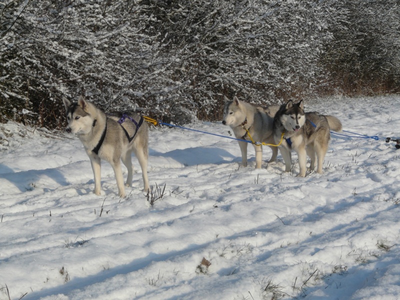 Venez voter pour le concours Nos chiens dans la neige P1040811