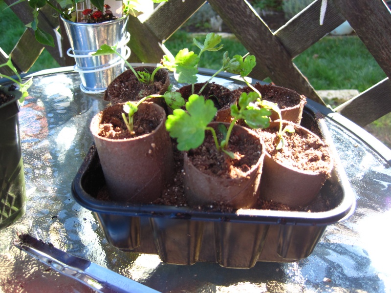 Potatoes - The Toy Box March_15