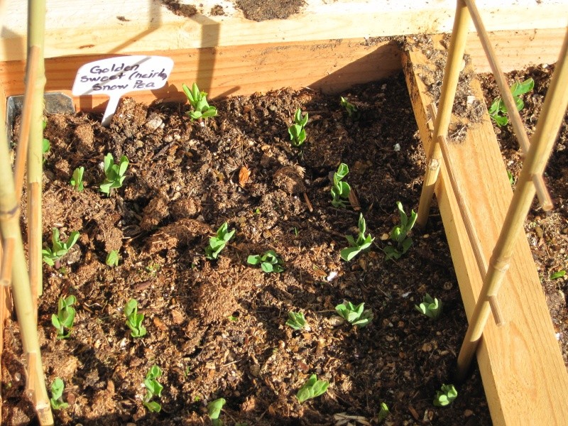 strawberries - The Toy Box March_38