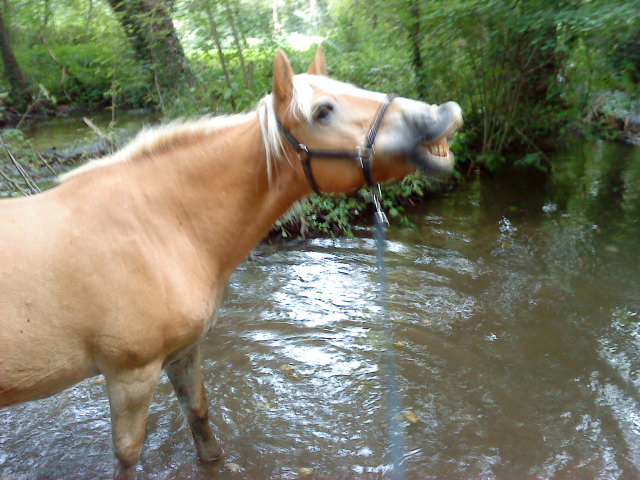 Concours : "les chevaux et l'eau" GAGNANT : "crinbleu" Dsc00810