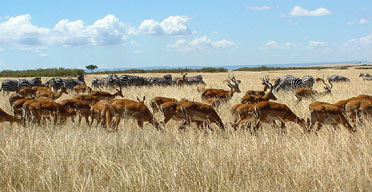 Kenya-Masai Mara, 13 lodge operano abusivamene 12718510