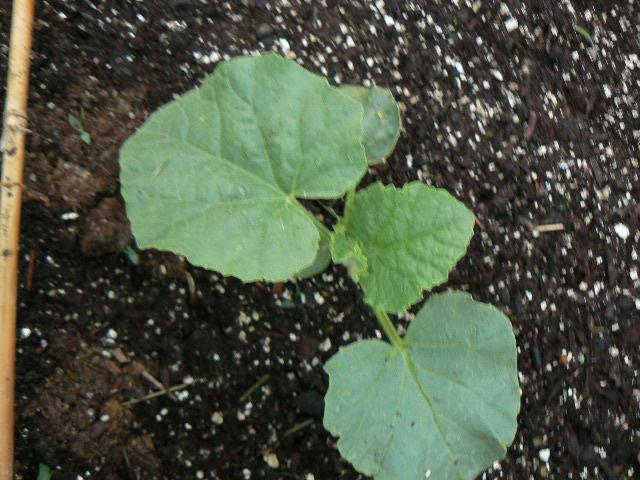 Name That Plant!! P1010212
