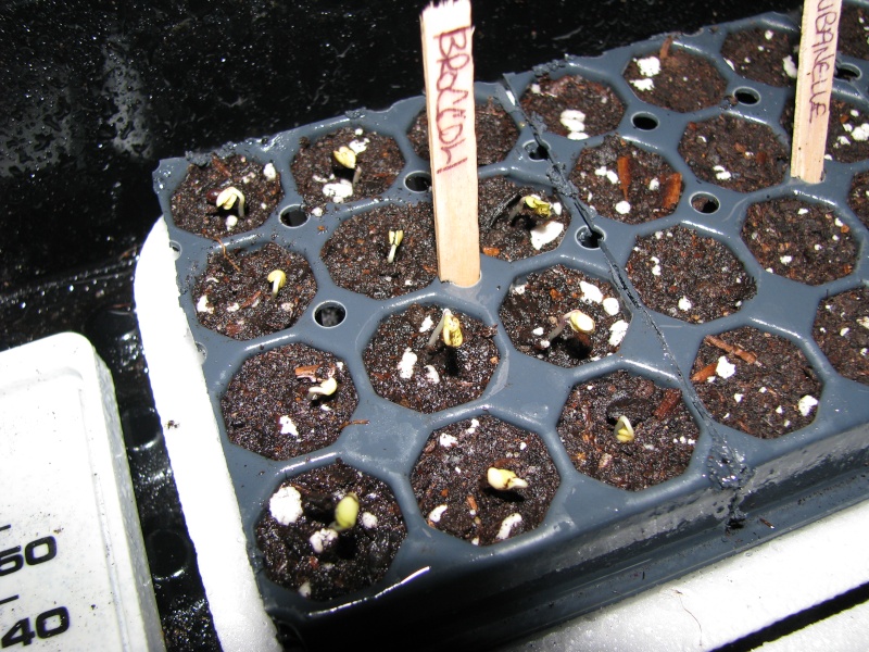 Seed Starting Time in Canada Growing Zone 4a in Ontario 00111