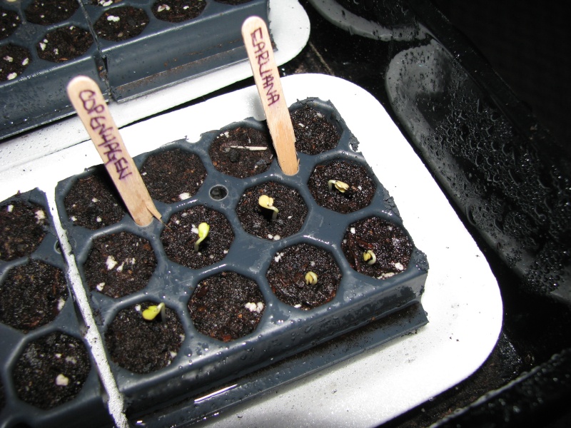 Seed Starting Time in Canada Growing Zone 4a in Ontario 00211