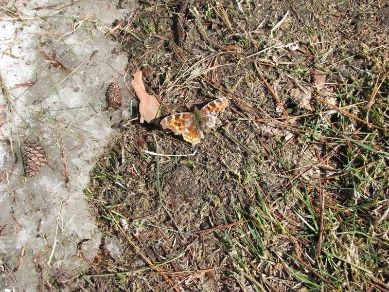 Are you seeing bees? 00910