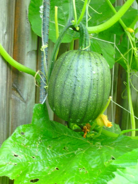Help! Play 'name that squash' with me!! June2010