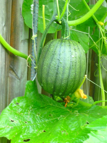 Help!  Play 'name that squash' with me!! June2010