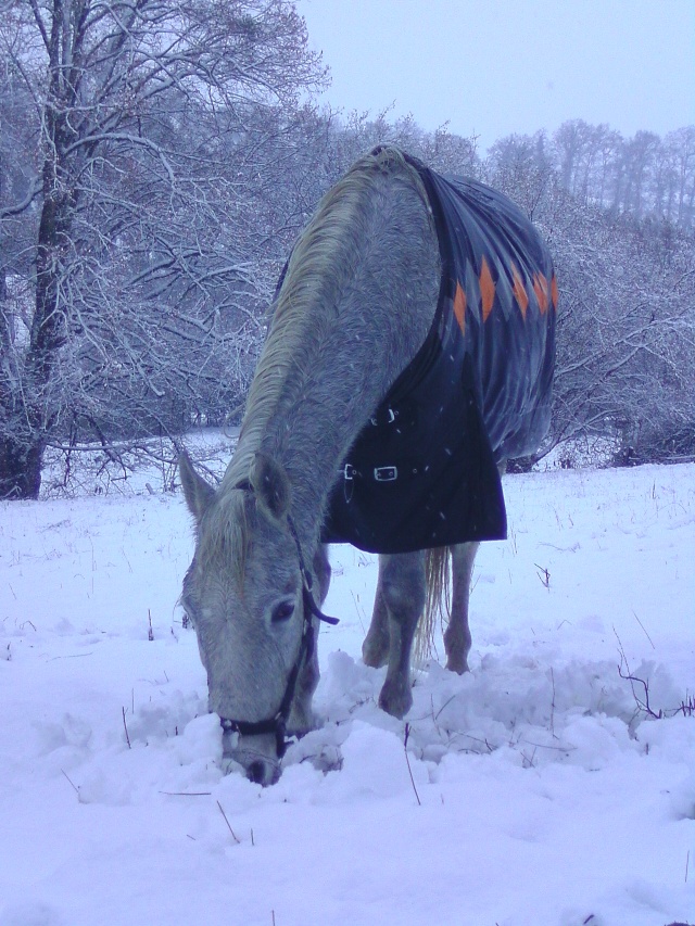 Heeey, Poster vos photos de vos chevaux dans la neige, pour une nouvelle déco' Bild1016