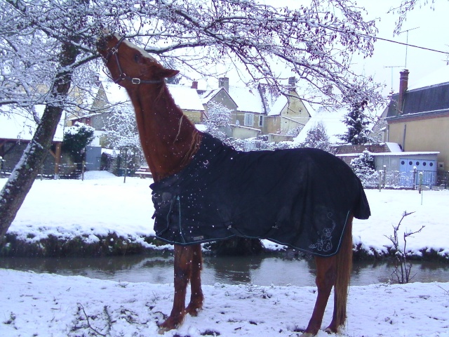 Cinquième concours photo => nos chevaux et la neige Bild1216