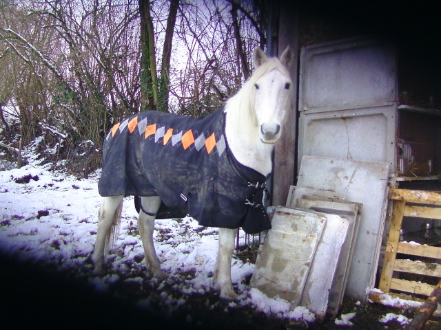 Heeey, Poster vos photos de vos chevaux dans la neige, pour une nouvelle déco' Bild1320