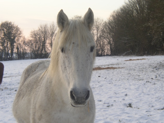 Heeey, Poster vos photos de vos chevaux dans la neige, pour une nouvelle déco' P1010050