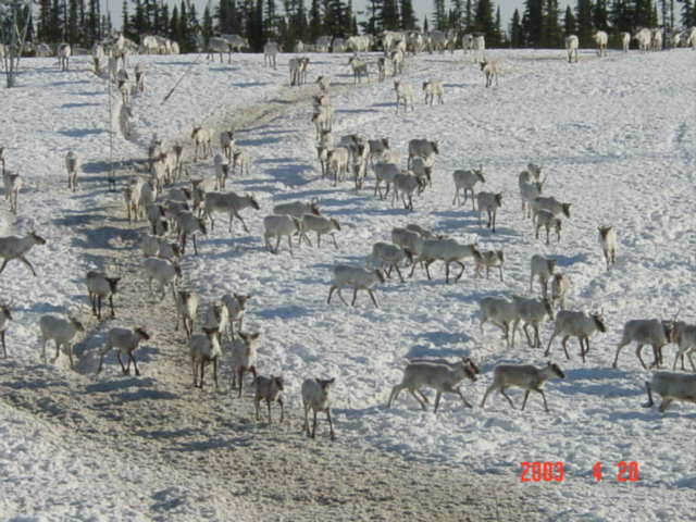 chasse aux caribou Dsc02310