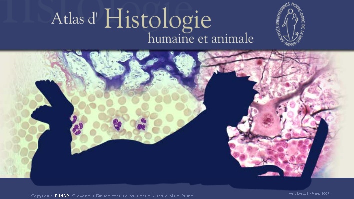 Atlas d'histologie humaine et animale Histo_10
