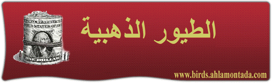 الـطيـــــــــــــــــــــور الــذهبيــــــــــــــــــــــــــــــة